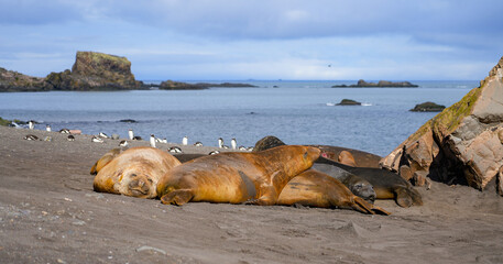 Elephant seals colony on a beach of Livingston Island in the South Shetland islands, Antarctica