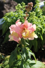 ピンクのキンギョソウの花