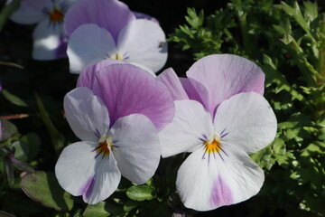 Fototapeta premium 紫のビオラの花