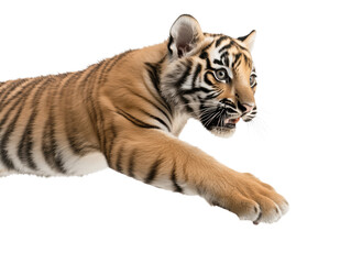 Obraz premium Young Tiger Leaping with Intensity on a White Background