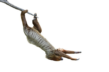 Cute two-toed sloth hanging on tree branch isolated on transparent background png file