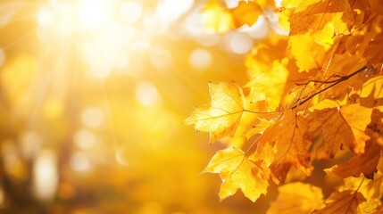 Autumn leaves backlit by sunlight. Beautiful fall foliage. Use Nature backdrop