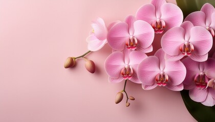 a captivating arrangement of pink orchids against a smooth pastel background celebrating the elegance and beauty of these exotic flowers in a serene composition © Alexander