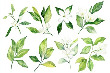 Set of watercolor Jasmine Leaves hand drawn on a white background
