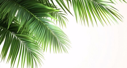 Vivid Green Palm Leaves Against Bright White Minimalist Background.