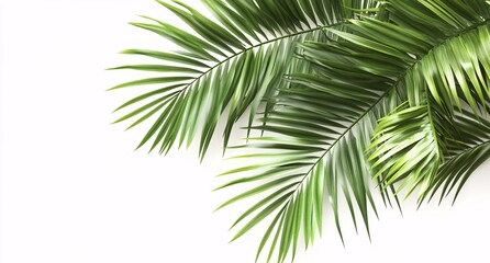 Obraz premium Vivid Green Palm Leaves Against Bright White Minimalist Background.