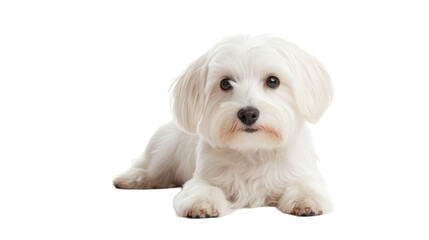 Obraz premium a cute Maltese dog lying down and looking at the camera. isolated, transparent background 