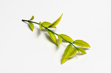 Green leaves on white background 
