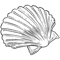 seashell handdrawn illustration
