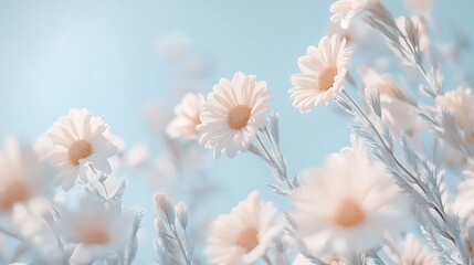 A serene composition of white daisies against a soft blue background, evoking calmness.