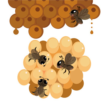 stingless bee