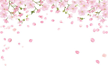 Naklejka premium Elegant Transparent Background Illustration of Delicate Pink Cherry Blossom Flowers Petals and Branches for Springtime Floral Decor