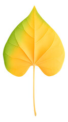 Obraz premium Illustration of a Isolated Yellow Leaf with Transparent Background an Autumn Season Nature Plant with Isolated Botany Foliage and Seasonal Design