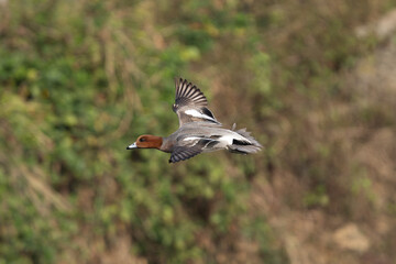 The Eurasian Wigeon (Mareca penelope) is a medium-sized dabbling duck with a distinctive chestnut head, creamy forehead, and gray body, commonly found in wetlands across Europe, Asia, and Africa