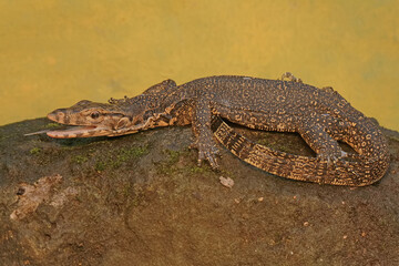 A young salvator monitor lizard hunts for prey on a moss-covered rock. This reptile has a scientific name
Varanus salvator.