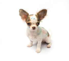 Chihuahua puppy painted on his body