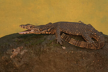 A young salvator monitor lizard hunts for prey on a moss-covered rock. This reptile has a scientific name
Varanus salvator.