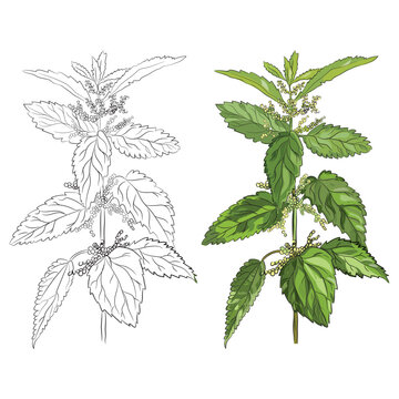 Nettle herb plant vector illustration