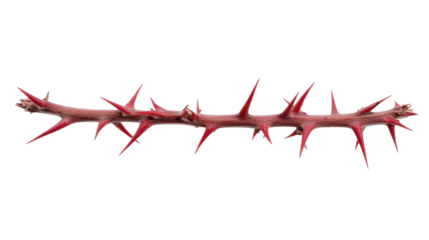 Thorny branch isolated on white, long red thorns creating a striking visual, perfect for nature-themed designs or motifs. Isolated on white background or PNG