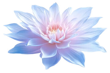 Fototapeta premium Floral Illustration of a Single White Blossom Flower Isolated on a Transparent Background Featuring Delicate Petals Elegant Design and a Romantic Aesthetic