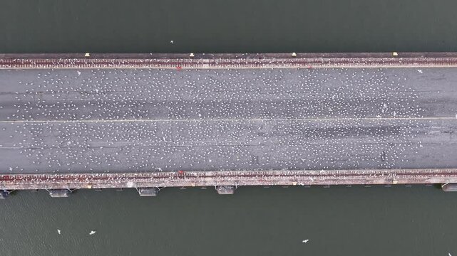 Aerial Drone View of Sea Birds Congregating on a Pier 