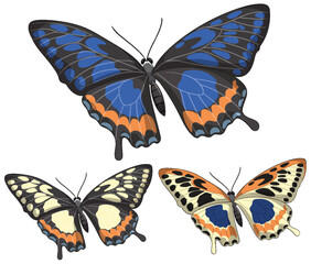 Vibrant Butterfly Trio Vector Illustration