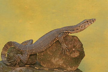 A young salvator monitor lizard hunts for prey on a moss-covered rock. This reptile has a scientific name
Varanus salvator.