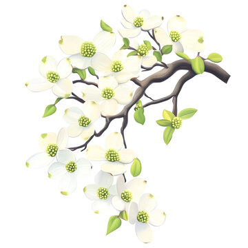 white dogwood flowers on brown branch clip art preview