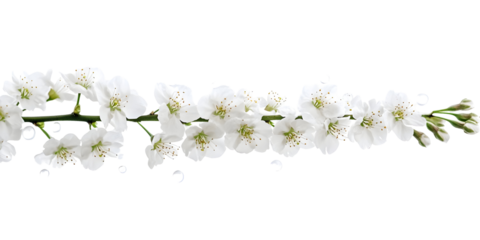Isolated Photo of White Flower Branch on Transparent Background Featuring Blossom Petals Delicate Flora Freshness Natural Beauty and Elegant Style