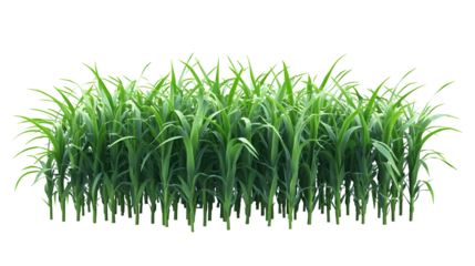 Isolated Image of Green Corn Field Plants Crop with Transparent Background for Agricultural Farm Maize Harvest Foliage and Healthy Food