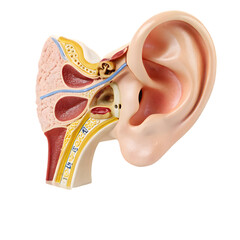 Human Ear Anatomy Model isolated on transparent background