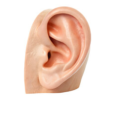 Human Ear Anatomy Image isolated on transparent background