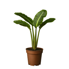Realistic Image of Lush Green Houseplant in Brown Pot with Transparent Background for Home Decor Indoor Gardening and Clean Environment