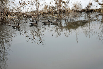 Canadian geese on a river in winter