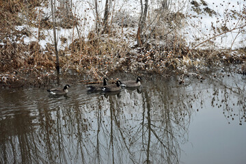 Canadian geese on a river in winter