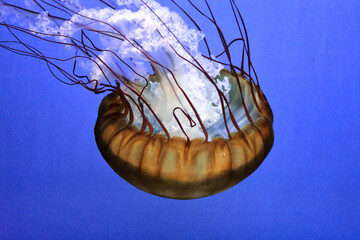 Sea Nettle Jelly Fish