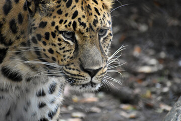 Fototapeta premium Amur leopard in captivity 
