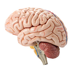 Human Brain Anatomy isolated on transparent background