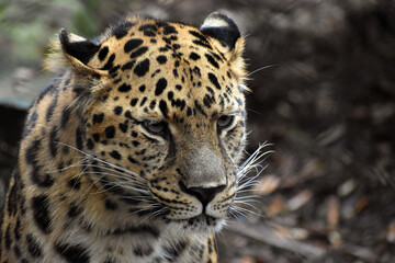 Amur leopard in captivity 