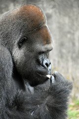 Gorilla in captivity