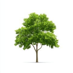 Fototapeta premium Green tree illustration against white background