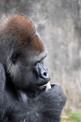 Gorilla in captivity