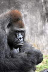 Gorilla in captivity
