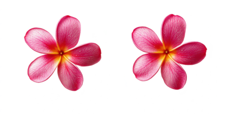 Two pink plumeria flowers isolated against a black background in a minimalist composition style image