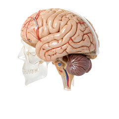 Human Brain Anatomy isolated on transparent background