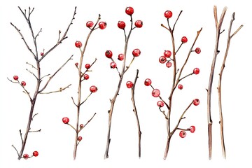 set of watercolor rustic twigs and berries hand drawn on a white background