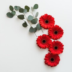Red gerbera daisies and eucalyptus leaves on a white background