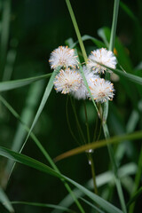 Common groundsel on a spring day at Twin Lakes near Delta Junction, Alaska.
