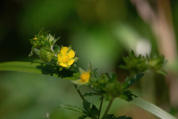 Sun shining on potentilla flowers growing near Twin Lakes on a summer day in Alaska.