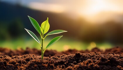 small plant emerging from soil